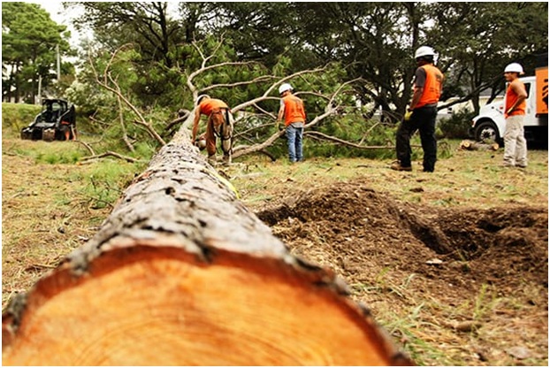 Tree Surgeons